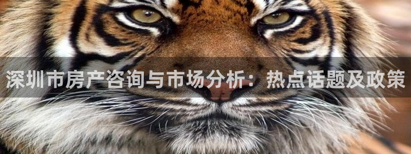 天狮娱乐年：深圳市房产咨询与市场分析：热点话题及政策