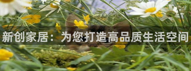 天狮娱乐运营：新创家居：为您打造高品质生活空间